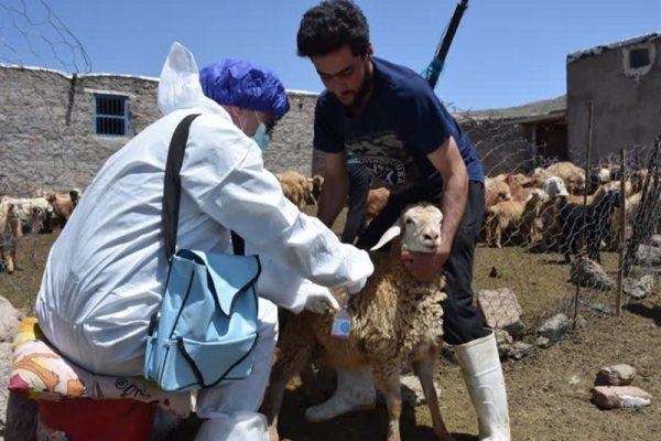 آغاز واکسیناسیون تب‌برفکی در استان اردبیل