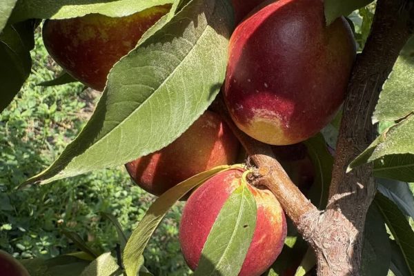 پایین بودن محل پیوند و رطوبت خاک، باغات هسته‌دار مشکین‌شهر را تهدید می‌کند
