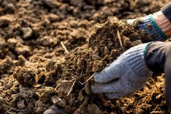 استفاده مستقیم از فضولات خام و فرآوری‌ نشده در اراضی کشاورزی مجاز نیست