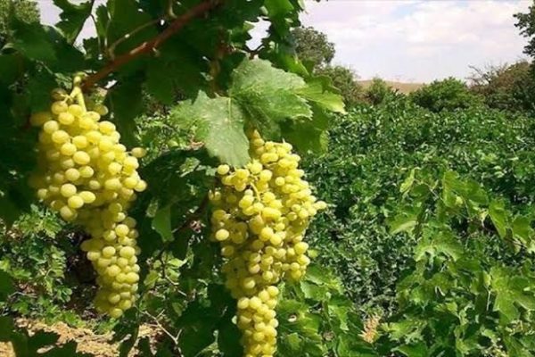 انگور مشگین‌شهر در مسیر بازارهای صادراتی/ظرفیت تولید ۳۰ هزار تن در سال جاری